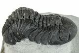 Bargain, Austerops Trilobite - Ofaten, Morocco #287540-1